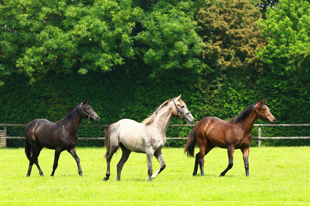 AgaKhanStuds's tweet photo. Arveen is the easy winner of a maiden race at Nancy today.
She is out of a ½ sister to G1 winner Montmartre and she is pictured here as a yearling center) at Haras d'Ouilly. #Promising3yo #Successbreedssuccess https://t.co/GVnVe9Og4i