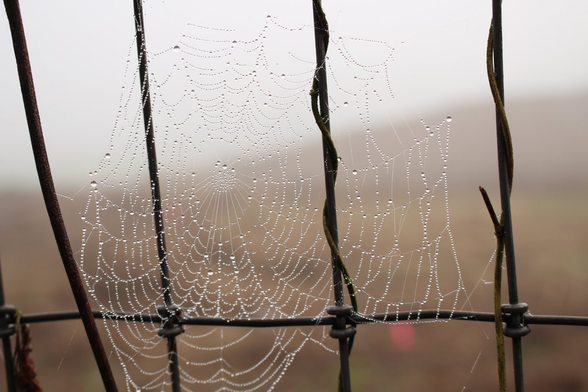 southernweds's tweet image. It's not what you look at that matters, it's what you see. Henry David Thoreau @ThoreauPage #photosbykatrinacoomer #SaturdayThoughts