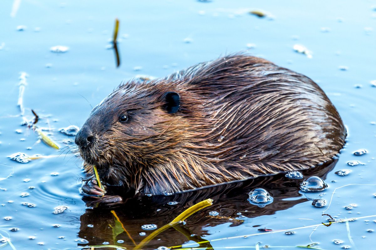 Happy #InternationalBeaverDay! 🇨🇦 has no shortage of places named after these amazing animals. Get #weather alerts for Beaver Creek, Beaver Island, Beaverlodge and more! weather.gc.ca