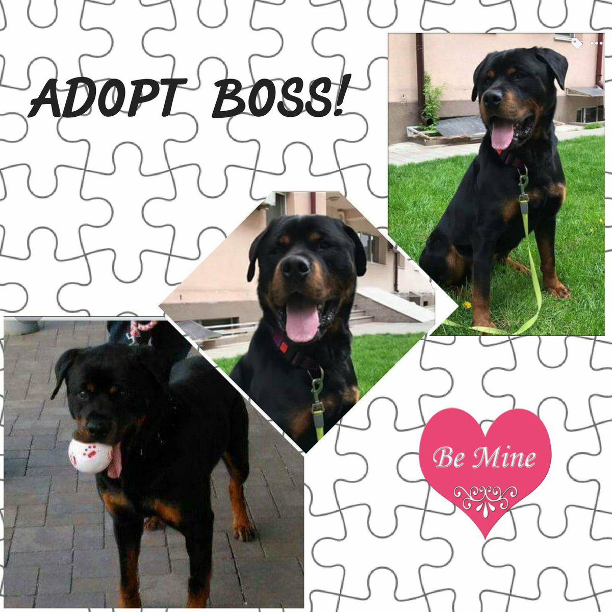 HelpPoorRotties's tweet photo. #RescueDogs #AnimalWelfare #Help 
BOSS is a friendly #Rottweiler (male, 4), urgently in need of a responsible family in Europe or #sponsors.
https://t.co/iitlXbxJQi
All information on #facebook or ask Elena Cozma-Tarola by email: adopt@rrr.dog
#Adoption #RRR #DeathRowDogs https://t.co/ecYlrxwY2V