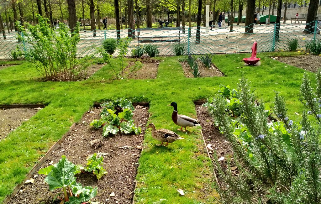 Artepolis_es's tweet photo. Todos los patitos en pareja por primavera 🦆🦆
#Tulleries https://t.co/BEjOwmBp2G