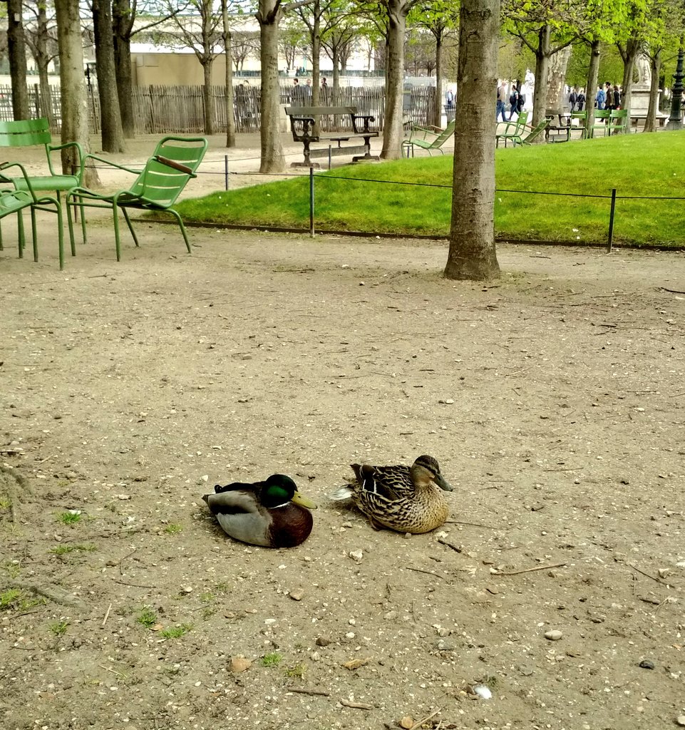 Artepolis_es's tweet photo. Todos los patitos en pareja por primavera 🦆🦆
#Tulleries https://t.co/BEjOwmBp2G