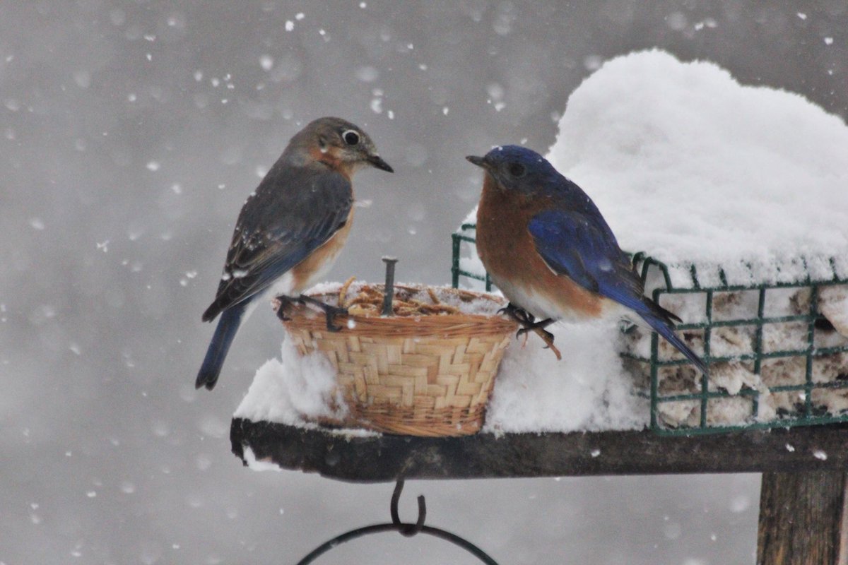 ChadwicksSpirit's tweet photo. A male and female bluebird are enjoying a snack at #DoomForest. Join us at our #TastingRoom TODAY from 3-8PM and enjoy the beauty that surrounds our cabin! #bluebirds #bluebird #doomforestdistillery #chadwicksmaplecraftspirits #chadwickscraftspirits #maine #whiskey #whisky https://t.co/OAFMQJffch