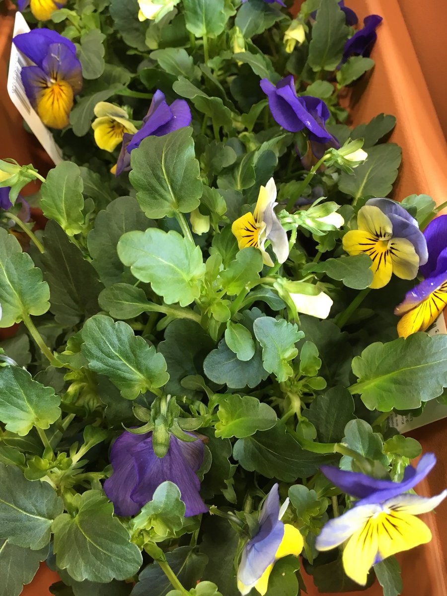 TWC_Projects's tweet photo. We are off to  #WatermillLane in #Enfield for day of gardening with our friends from @originhousing  funded by @BBCCiN - @Rosamjp &amp; @sarahcreates #Spring #community #greenfingers https://t.co/2ePrkipNlJ