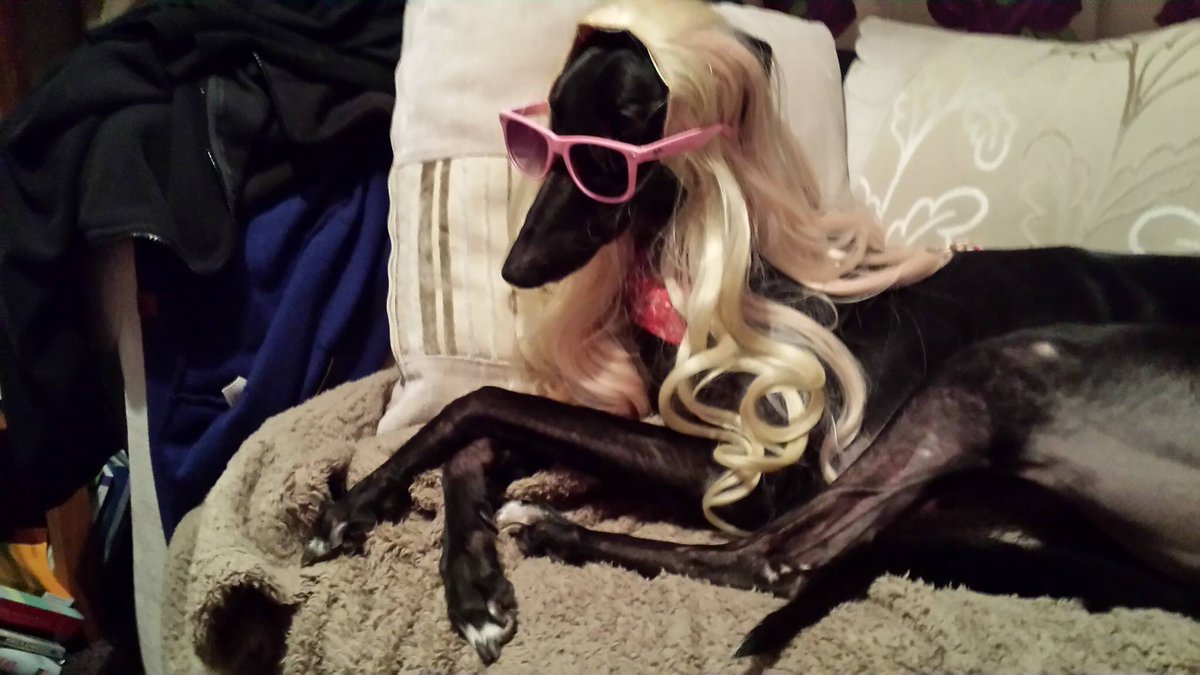 EveBlezard's tweet photo. @ellle_em I'm 39 next Tuesday I having been attempting to finish my PhD for 5 years but life keeps having other ideas...however I do a natty line of dog hairpieces which warms the cockles of my heart #phdlife #willIeverbeaDr? #greyhounds #dogsinwigs https://t.co/1kL5CKDWeb