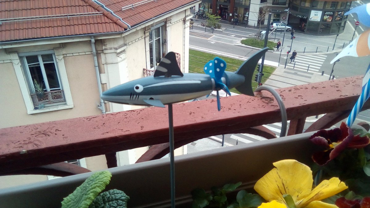 subway20D's tweet image. ... So I bought this little guy just because it reminded me of #Paily 😢 #RosewoodSharks