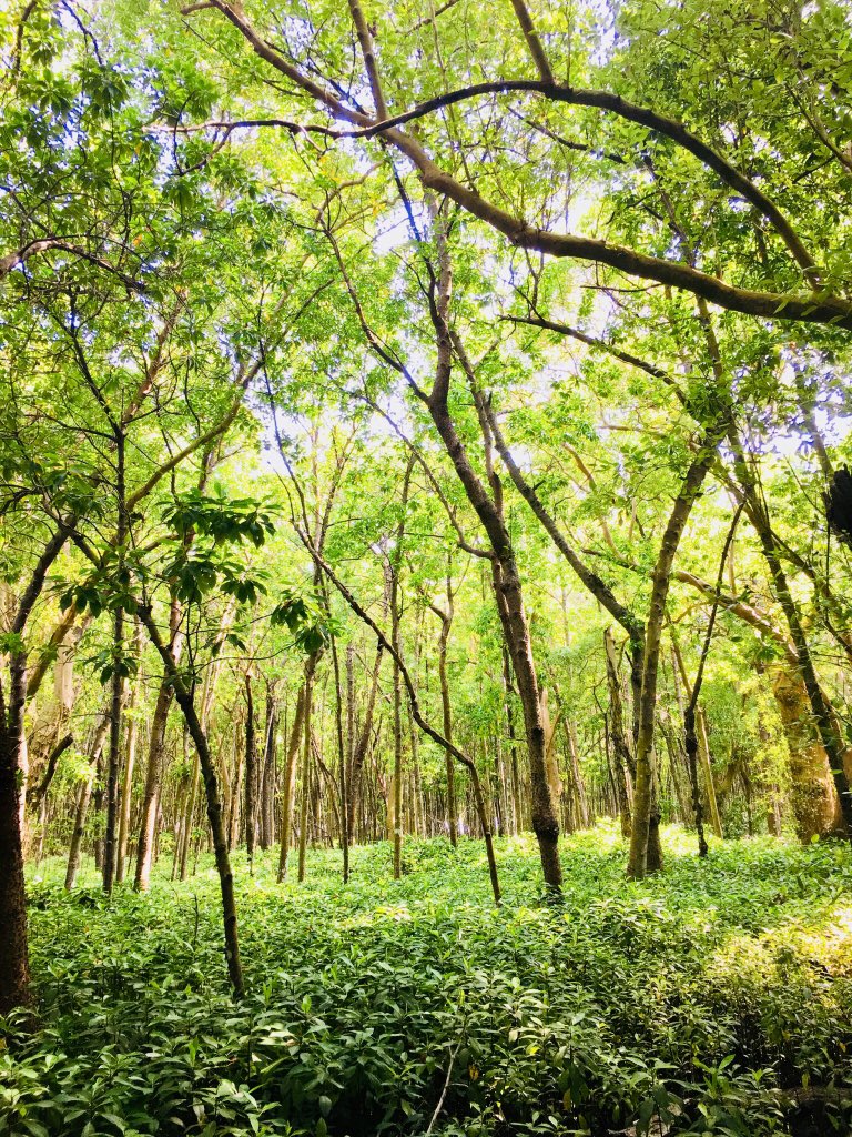 AfaHusayn's tweet photo. Keylakunu island of Maldives, is the only island which shows true features of a forest. Back in 2001, international experts called on to make this island as ‘Mangrove wild reserve’. Can we please make this island as a nature reserve?? #SaveKeylakunu #Maldives @EPAMaldives https://t.co/znMgPPaMvG