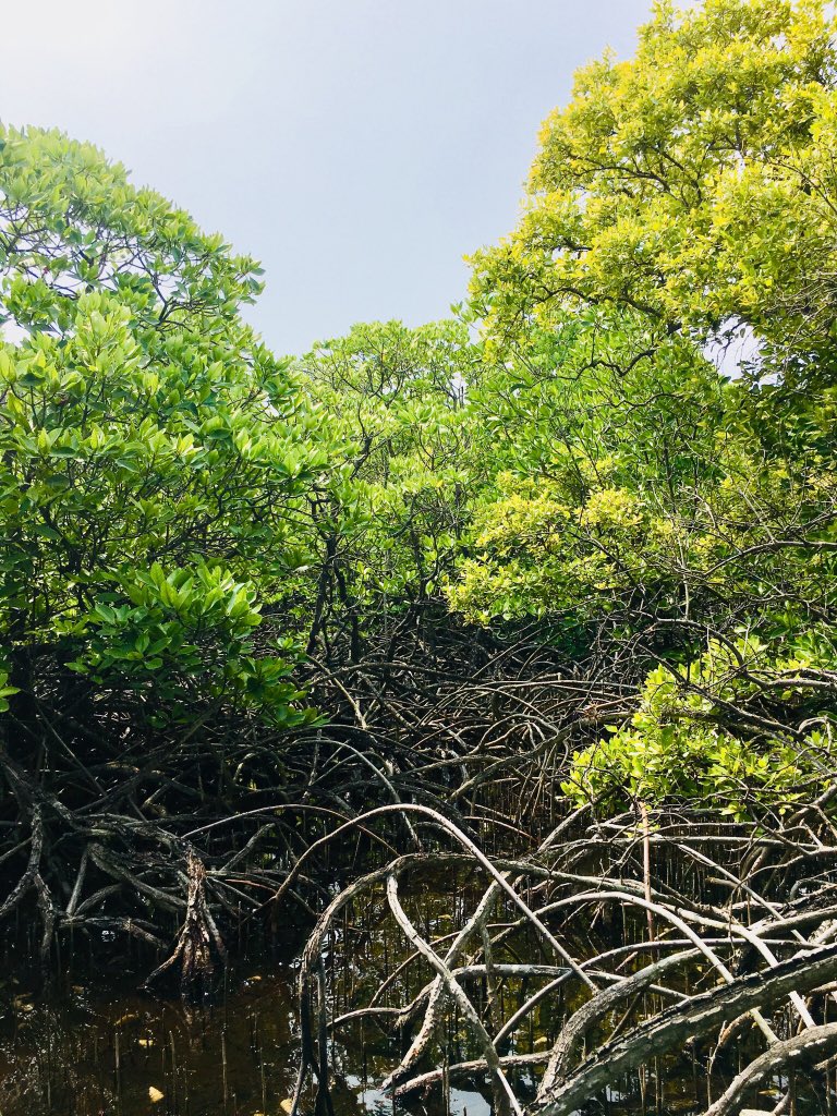 AfaHusayn's tweet photo. Keylakunu island of Maldives, is the only island which shows true features of a forest. Back in 2001, international experts called on to make this island as ‘Mangrove wild reserve’. Can we please make this island as a nature reserve?? #SaveKeylakunu #Maldives @EPAMaldives https://t.co/znMgPPaMvG