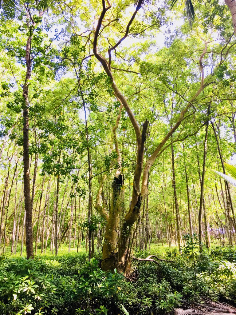 AfaHusayn's tweet photo. Keylakunu island of Maldives, is the only island which shows true features of a forest. Back in 2001, international experts called on to make this island as ‘Mangrove wild reserve’. Can we please make this island as a nature reserve?? #SaveKeylakunu #Maldives @EPAMaldives https://t.co/znMgPPaMvG