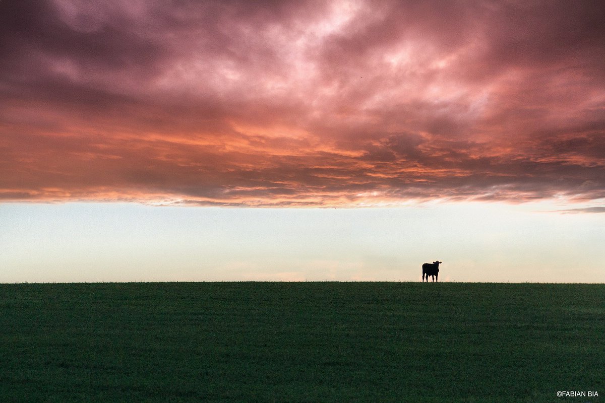 FabianBia's tweet photo. Cae el sol para el llanero solitario.
Paisaje campestre, Colonia, Nueva Helvecia.
#Uruguay https://t.co/lqRtsAdypv