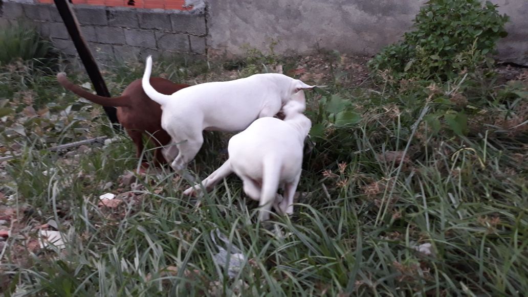 adalbertofeito's tweet photo. Hora de brincar, esses cães são muito engraçados (@ Casa Daóra in São Paulo) https://t.co/vKnUp4GVgU https://t.co/SDwPyrUkjQ
