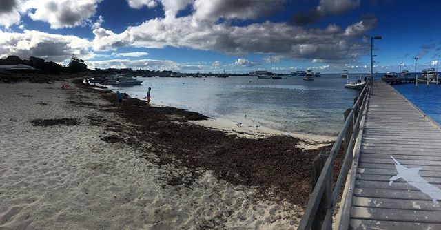 SoNotDilmah's tweet photo. Rotto! #westernaustralia #perthlife #perthisok #justanotherdayinwa #perth  #thisisWA  #SeePerth  #amazing_wa @hotelrottnest @hotelrottnest https://t.co/sER7Q8R4Lz https://t.co/5f9JTfya0X