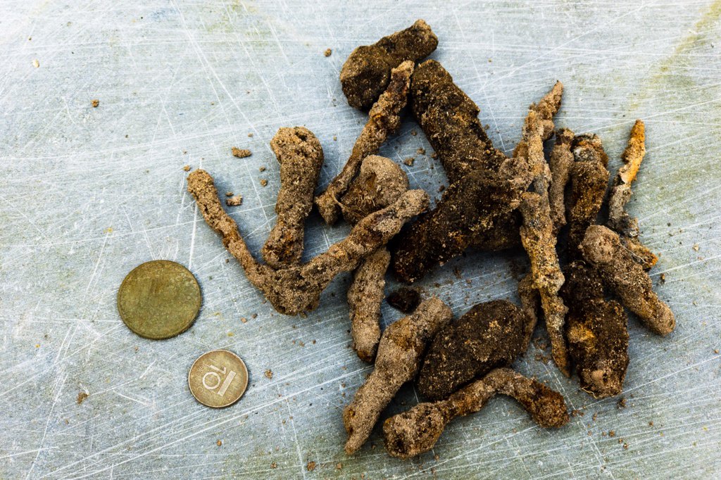 DiggingRelics's tweet photo. My last little digging adventure on my 20 square meter plowed lawn. This time with fresh batteries. Result: 1 stuiver (5 cent piece), 1 dubbeltje (10 cent piece) and again a lot of rusty nails. Now I can sow new grass with peace of mind. :-) #FoundWithWhites https://t.co/0gOC5wwhMO