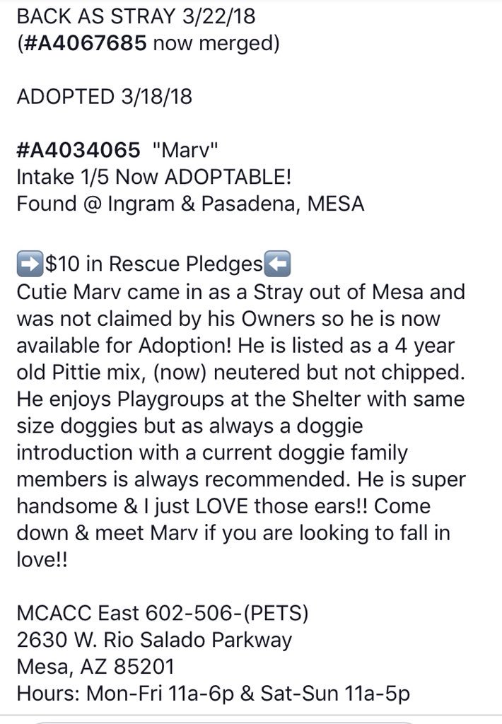 reddogsusie's tweet photo. #AZ MESA #MCACCEast
🆘🆘STILL THERE! Marv 7yo boy Adopted then found stray a week later!! Laid back sweet boy needs a kind loving home now! Pls #ADOPT #PLEDGE #RESCUE #FOSTER PLS HELP🙏🏻
https://t.co/gM8vulSEHc https://t.co/j7T40Km3wX