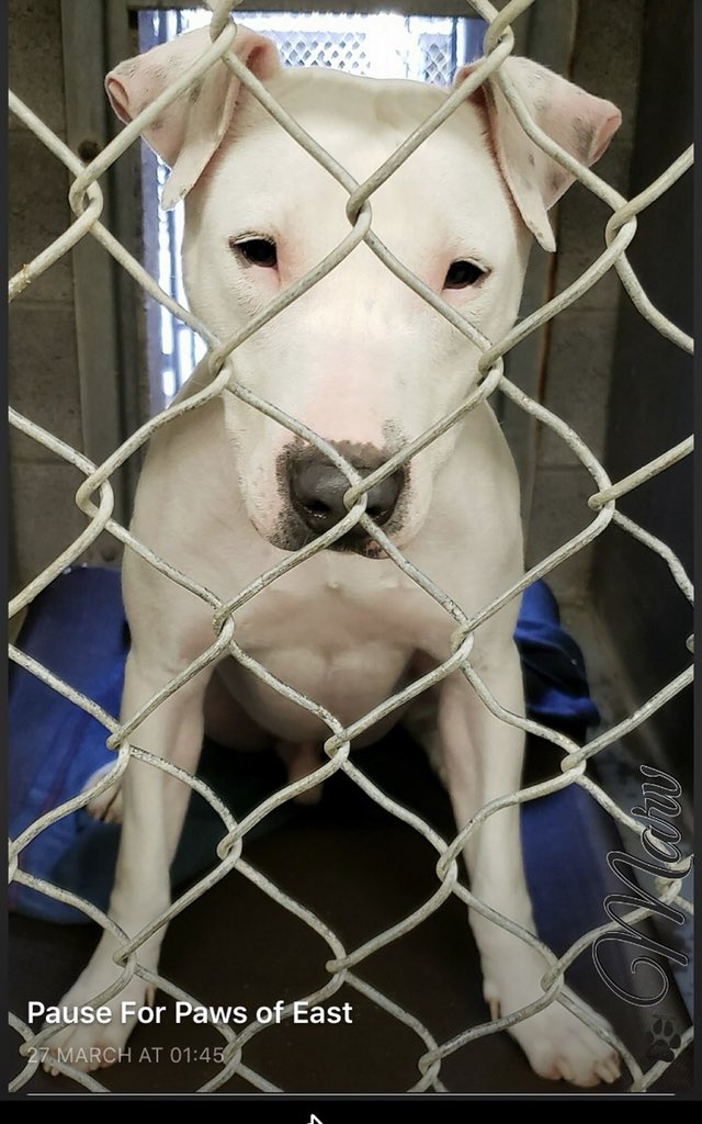 reddogsusie's tweet photo. #AZ MESA #MCACCEast
🆘🆘STILL THERE! Marv 7yo boy Adopted then found stray a week later!! Laid back sweet boy needs a kind loving home now! Pls #ADOPT #PLEDGE #RESCUE #FOSTER PLS HELP🙏🏻
https://t.co/gM8vulSEHc https://t.co/j7T40Km3wX