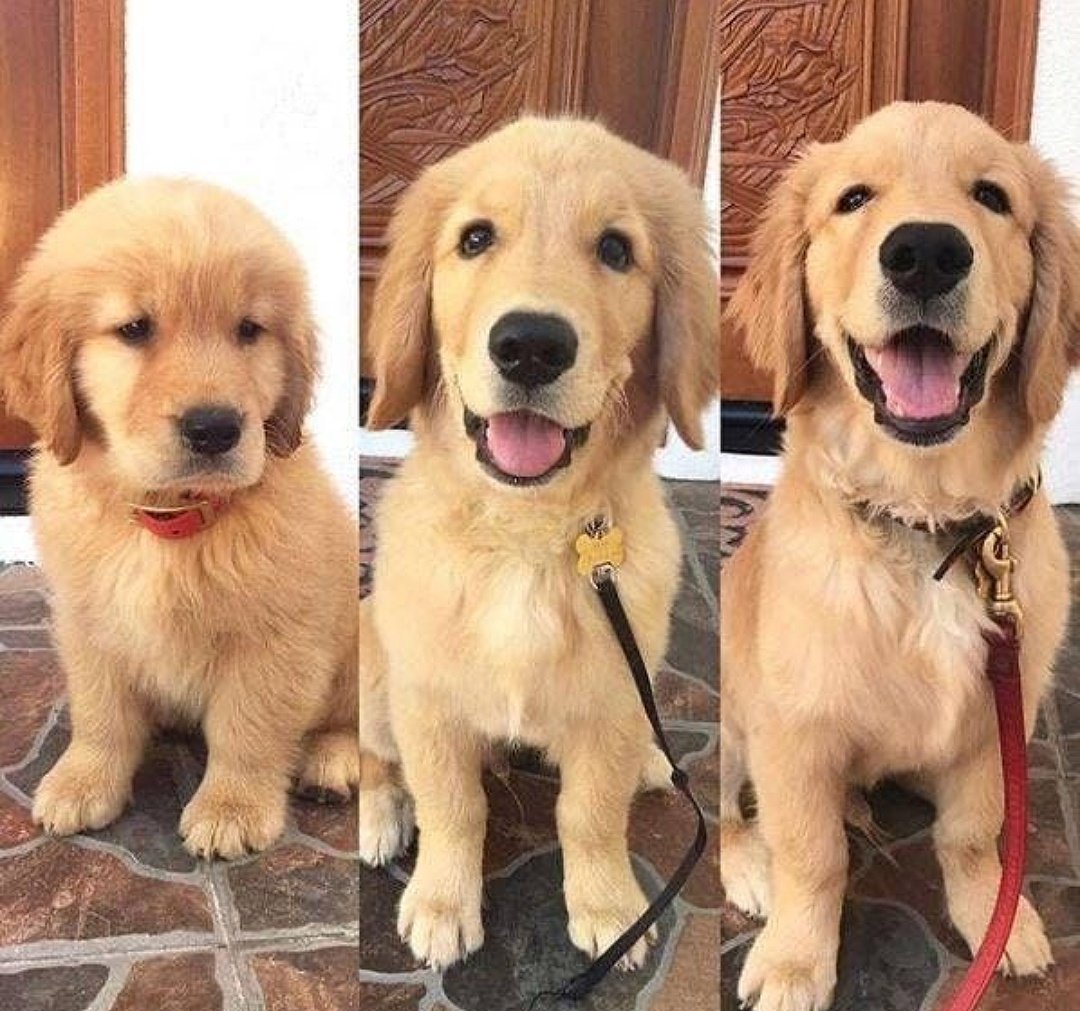 Pupper does a GROW😀