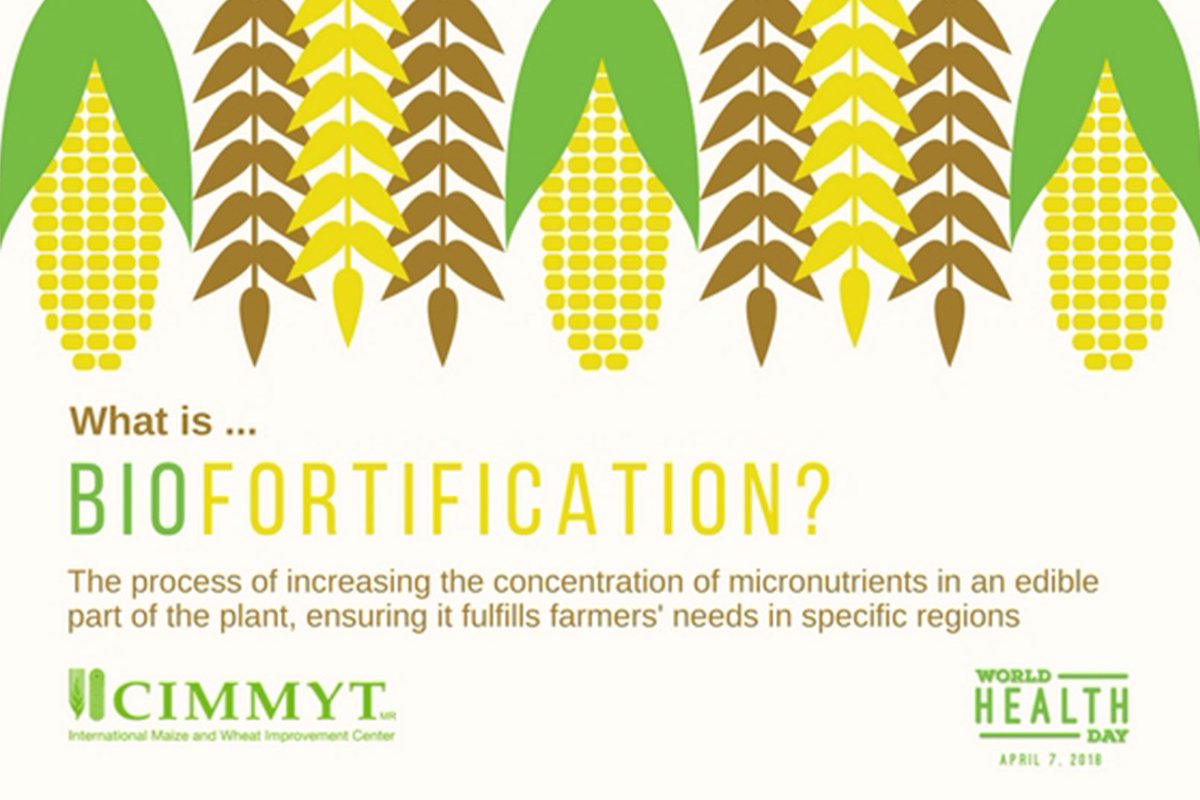 CGIAR's tweet photo. “There is a huge deficiency of vitamin A, iron and zinc around the world,” says #maize nutritional quality specialist @nprmaize - see what @CIMMYT &amp; its partner are doing w/ #biofortification to fight #hiddenhunger https://t.co/ndOxEYm3Ah @HarvestPlus @A4NH_CGIAR #worldhealthday https://t.co/aBOfEn68KE