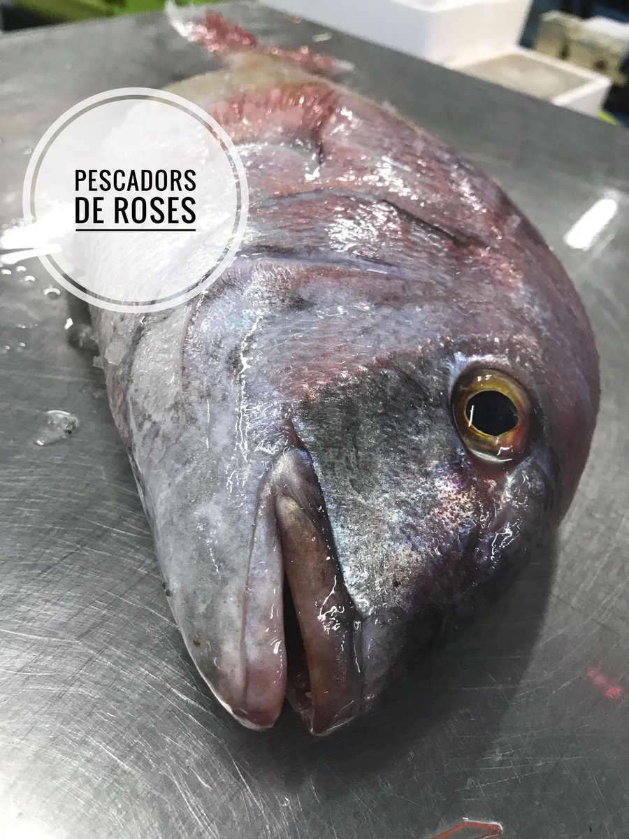 pescadors_roses's tweet photo. Amb aquest PAGRE de dos quilos us desitgem un bon cap de setmana
Con este PARGO de dos quilos os deseamos un feliz fin de semana
#pescadorsderoses #aRoses #emporda #peixkm0 #sompeixaters #pagre #pargo #food #weekend #peixateria #dietamediterrania https://t.co/ELCEWLsNc2