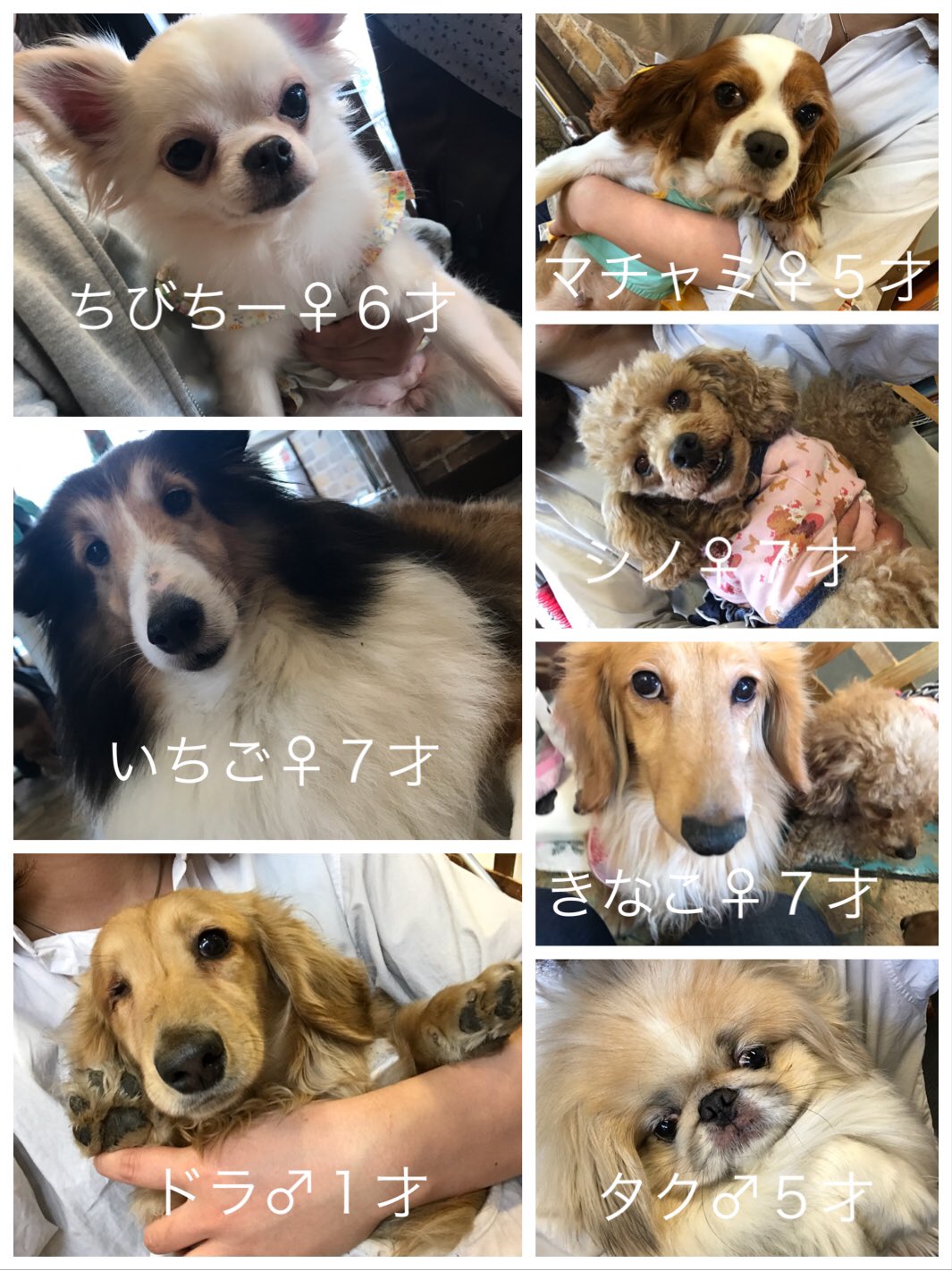 保護犬カフェ 保護猫カフェ 寺田町店 ٹوئٹر پر 明日の里親募集中メンバー 保護犬カフェ 保護猫カフェ 保護犬 保護猫 ドッグカフェ ネコカフェ 里親募集中 里親募集 大阪 拡散希望 犬のいる暮らし 猫のいる 保護犬カフェ 保護猫カフェ 寺田町店 ٹوئٹر پر 明日の里親募集中メンバー 保護犬カフェ 保護猫カフェ 保護犬 保護猫 ドッグカフェ ネコカフェ 里親募集中 里親募集 大阪 拡散希望 犬のいる暮らし 猫のいる