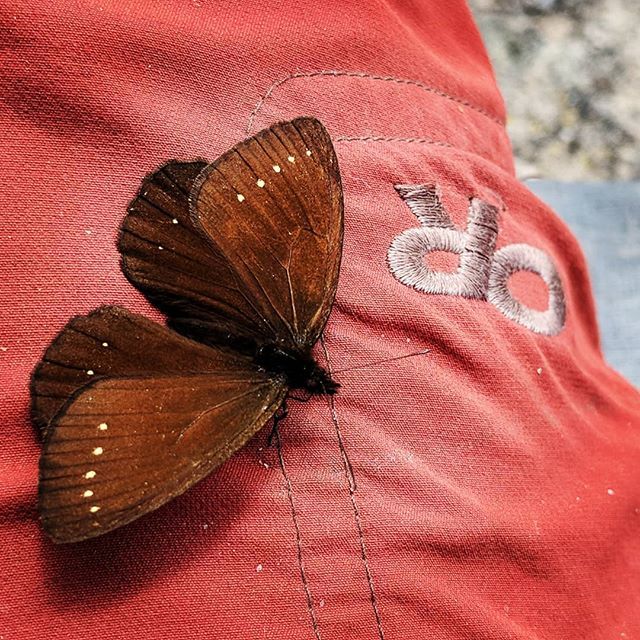 Her_Odyssey's tweet photo. We are enjoying collecting #data for #adventurescientists butterfly survey. Not only do we get to help a worthy cause, it also helps us become more aware of our surroundings as well as reminds us to stop and smell the #flowers every once in a while. .
#… https://t.co/ADGssM0dAC https://t.co/vlDhUREjQY
