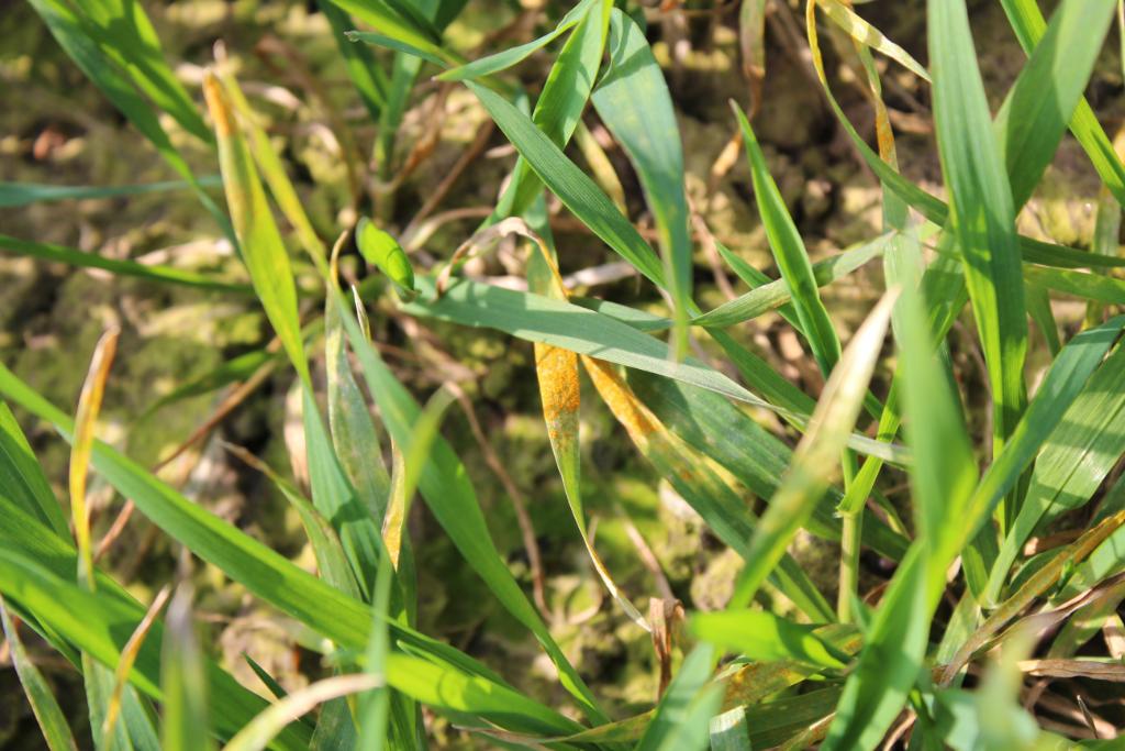 Bayer4CropsUK's tweet photo. "Experience has taught me that I have never regretted maintaining fungicide rates early in the season, but I have when we’ve cut back." - Nick Down from Yattendon Estates explains his strategy for wheat disease control. #BetterWheat https://t.co/SIEFhB02lL https://t.co/AZXeD3dsxw
