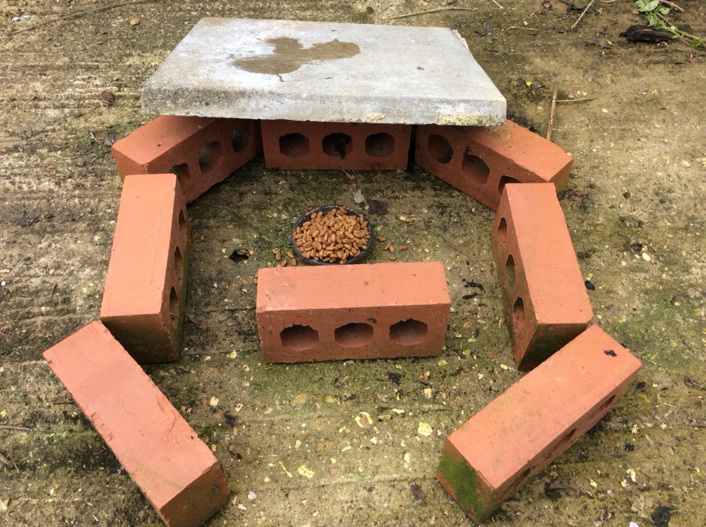 PatrickConduit's tweet photo. @WildlifeOrphan1 @hedgehogsociety Or some bricks and a paving slab https://t.co/BsBxh92xnQ