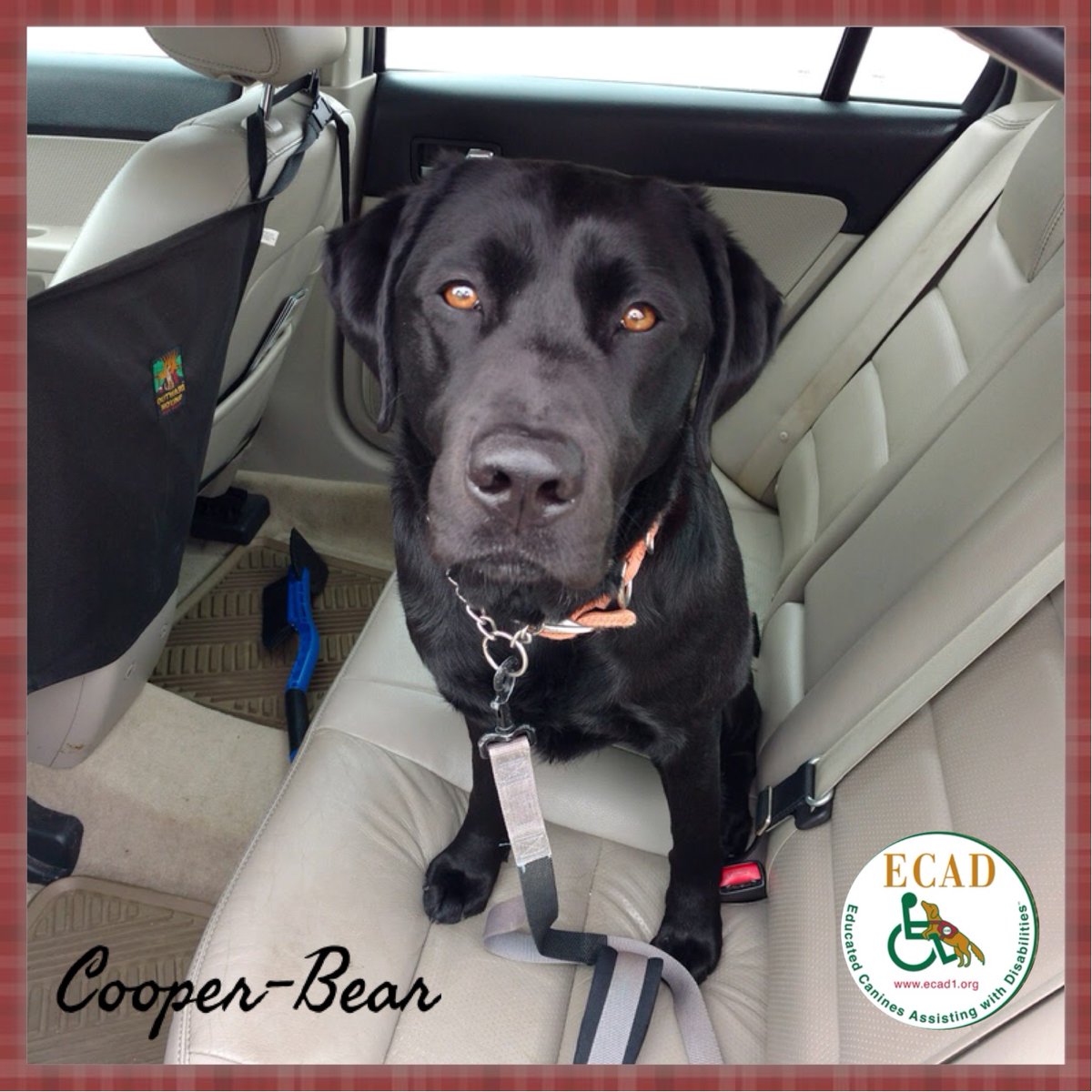 ECADServiceDogs's tweet photo. Cooper is ready for a weekend of relaxation and fun with his Home for the Weekend family. Who could resist those sweet eyes? Want to learn how you can #HelpDogsHelpHuman at https://t.co/TvXNRa6UiE #HomeHandler #ECADServiceDogs https://t.co/vvyxGyriKi