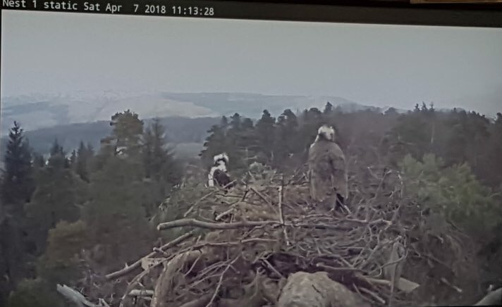 Gillw10's tweet photo. Exciting news ☺ the @fcscotland Aberfoyle Ospreys have returned to the nest! Will know who’s come back once their tags have been confirmed! To watch them live click the link to the FC live camera here - https://t.co/W4D8qttik8 https://t.co/omaivHW70b