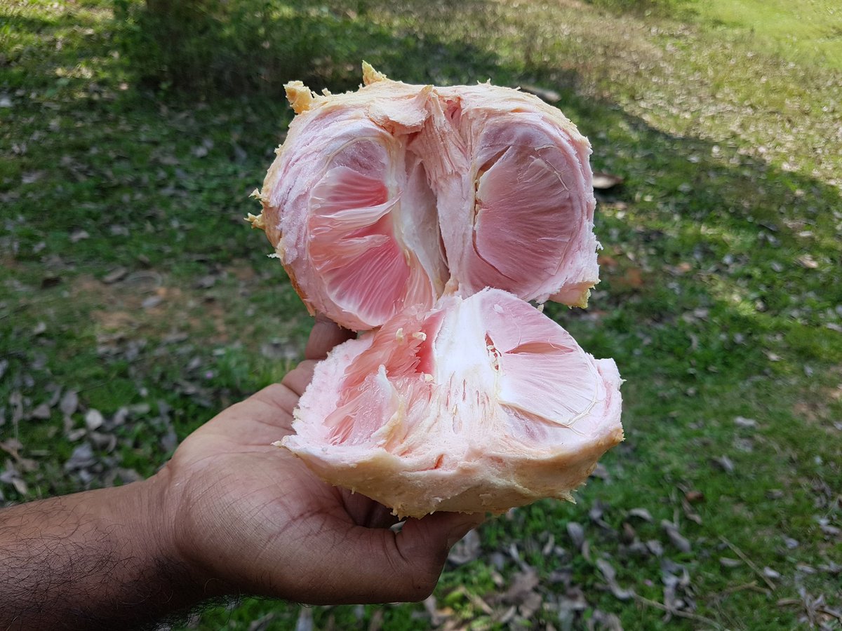 charukesi's tweet photo. Any south Indian here remembers the bamblimaas from their childhood? Had one plucked fresh off the tree today in #Wayanad #Kerala #eatlocal #vegetariantravels #pomelo #pamplemousse #peppertrail https://t.co/LV8U2xGXER
