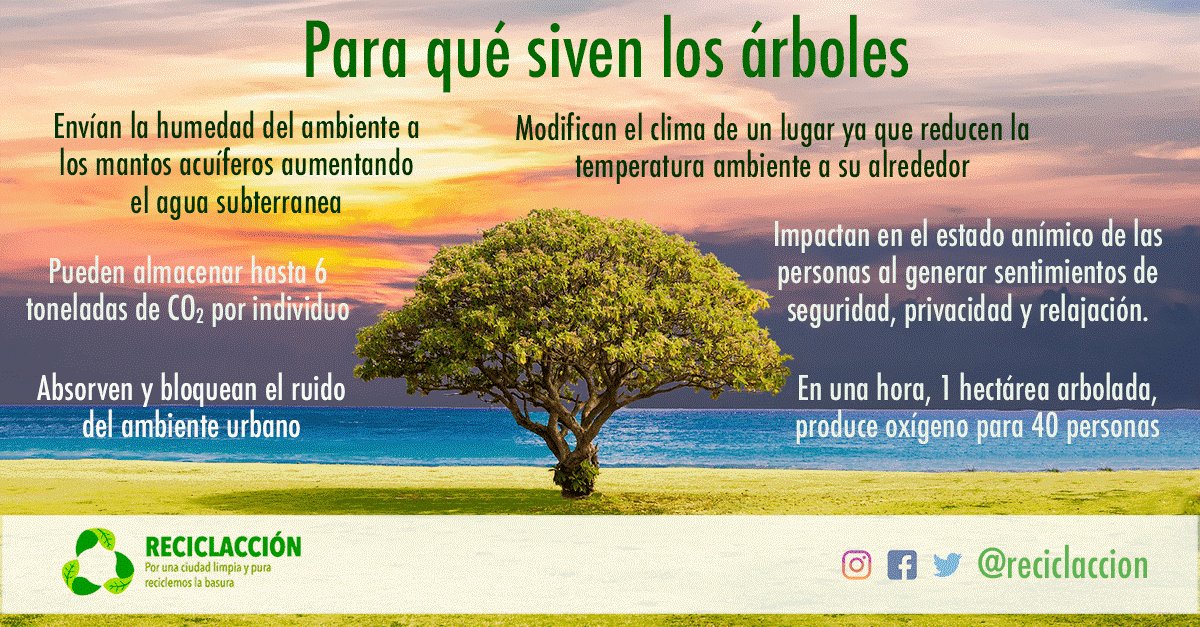 RECICLACCION's tweet photo. Después de conocer las bondades de los #árboles, plantarías y los cuidarías? https://t.co/IqqVr5vhSL