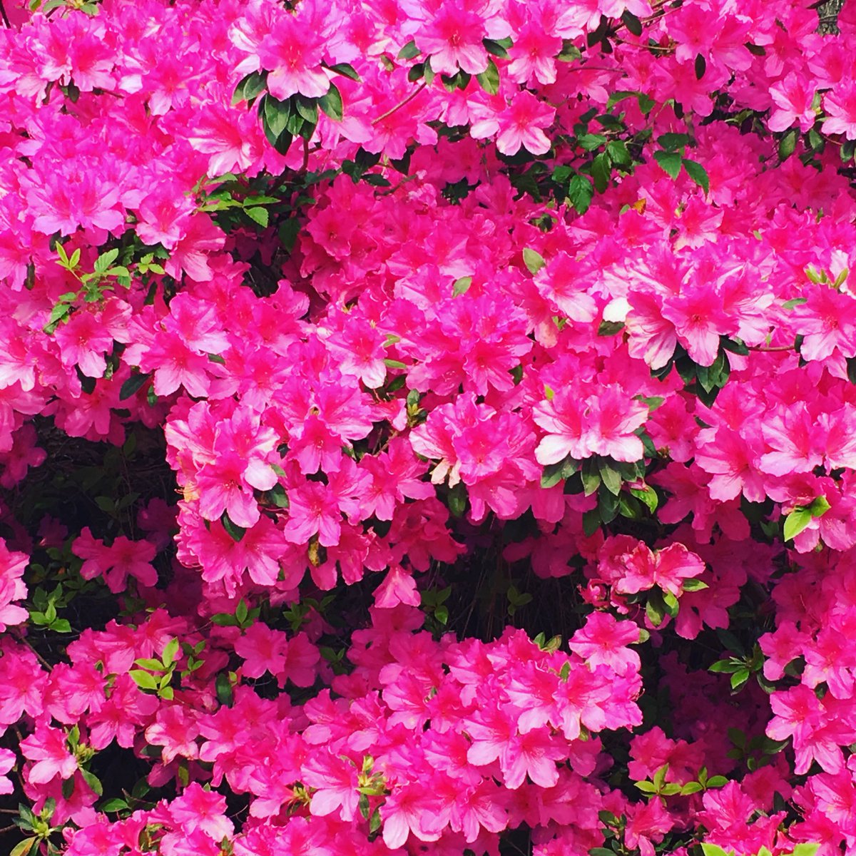 xaipowell's tweet photo. One more week until the #ncazaleafestival and our area is exploding with colors! #springishere🌸 #finallyspring #azaleaseverywhere #azalea #springinnc #northcarolinaspring @NCAzaleaFest https://t.co/HKA3CkFHPx