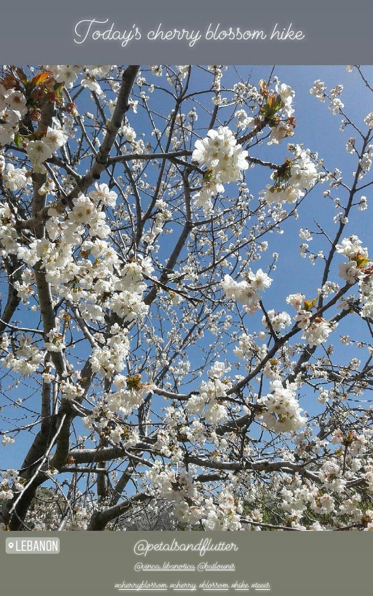 petalsnflutter's tweet photo. From today's #cherry #blossom #hike
@petalsandflutter @batlounis @vinca_libanotica 
#cherryblossom #chouf #lebanon #petalsandflutter https://t.co/8YfXiqs1bz