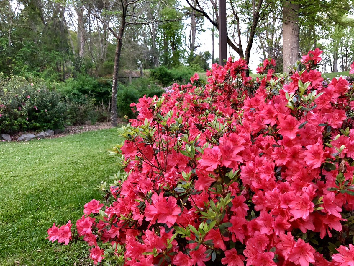 JimQualls's tweet image. Paused to admire my inlaws’ Azaleas in Thomaston at sunset yesterday.  #stopandsmelltheazaleas #georgaonmymind #georgianative