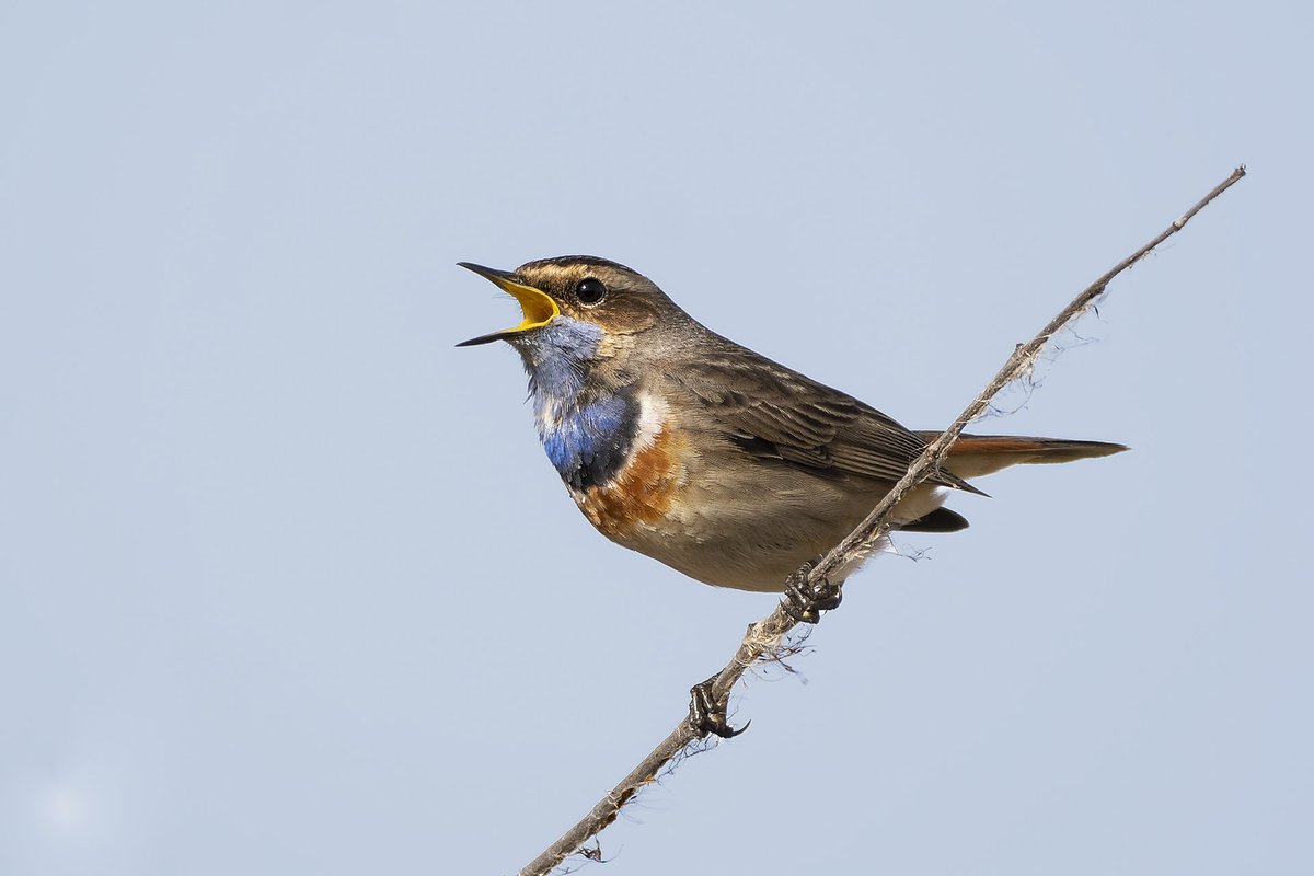 oetmeij's tweet photo. #blauwborst zingt het hoogste lied bij het #dannermeer https://t.co/Cv2lymtVjE