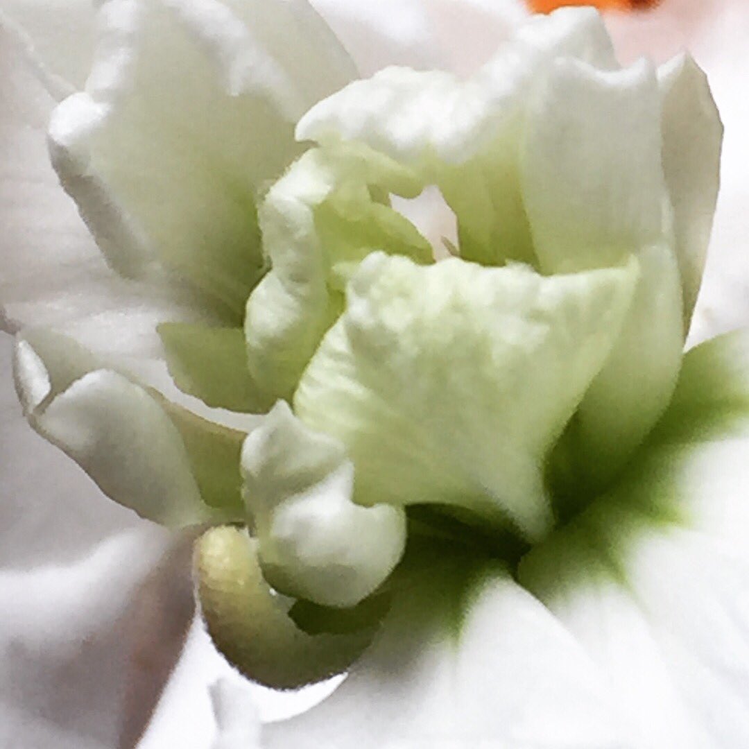 skinterdesign's tweet photo. Flower of the day. Spring fever here! #flowers #flower #spring #springtime #ready #springfever #springfever2018 #blooming #blooming_petals #pretty #beautiful #green #whitepetals #white #photography #photograph #photographs #photo #photos #photooftheday #ohio #skinteriordesign https://t.co/htQq6cB909