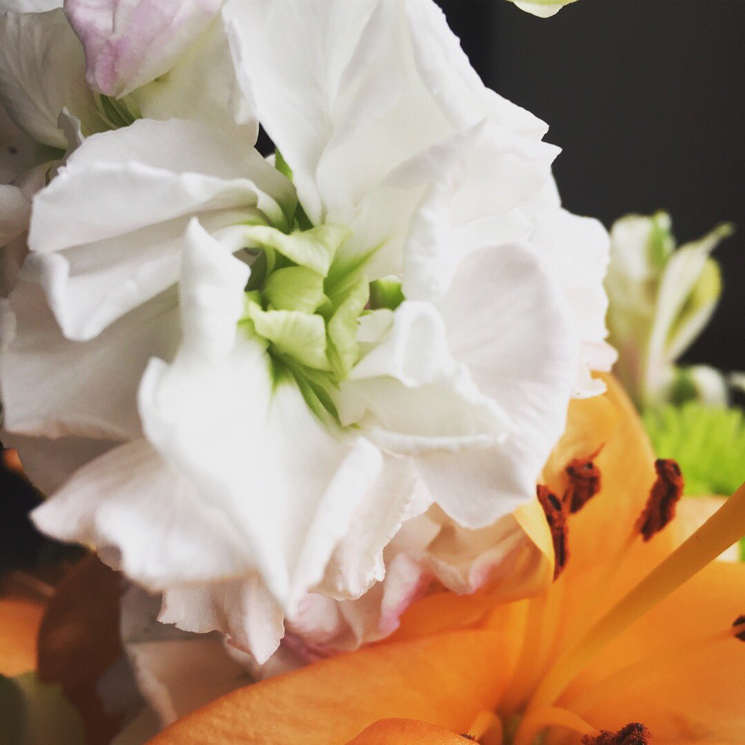 skinterdesign's tweet photo. Flower of the day. Spring fever here! #flowers #flower #spring #springtime #ready #springfever #springfever2018 #blooming #blooming_petals #pretty #beautiful #green #whitepetals #white #photography #photograph #photographs #photo #photos #photooftheday #ohio #skinteriordesign https://t.co/htQq6cB909