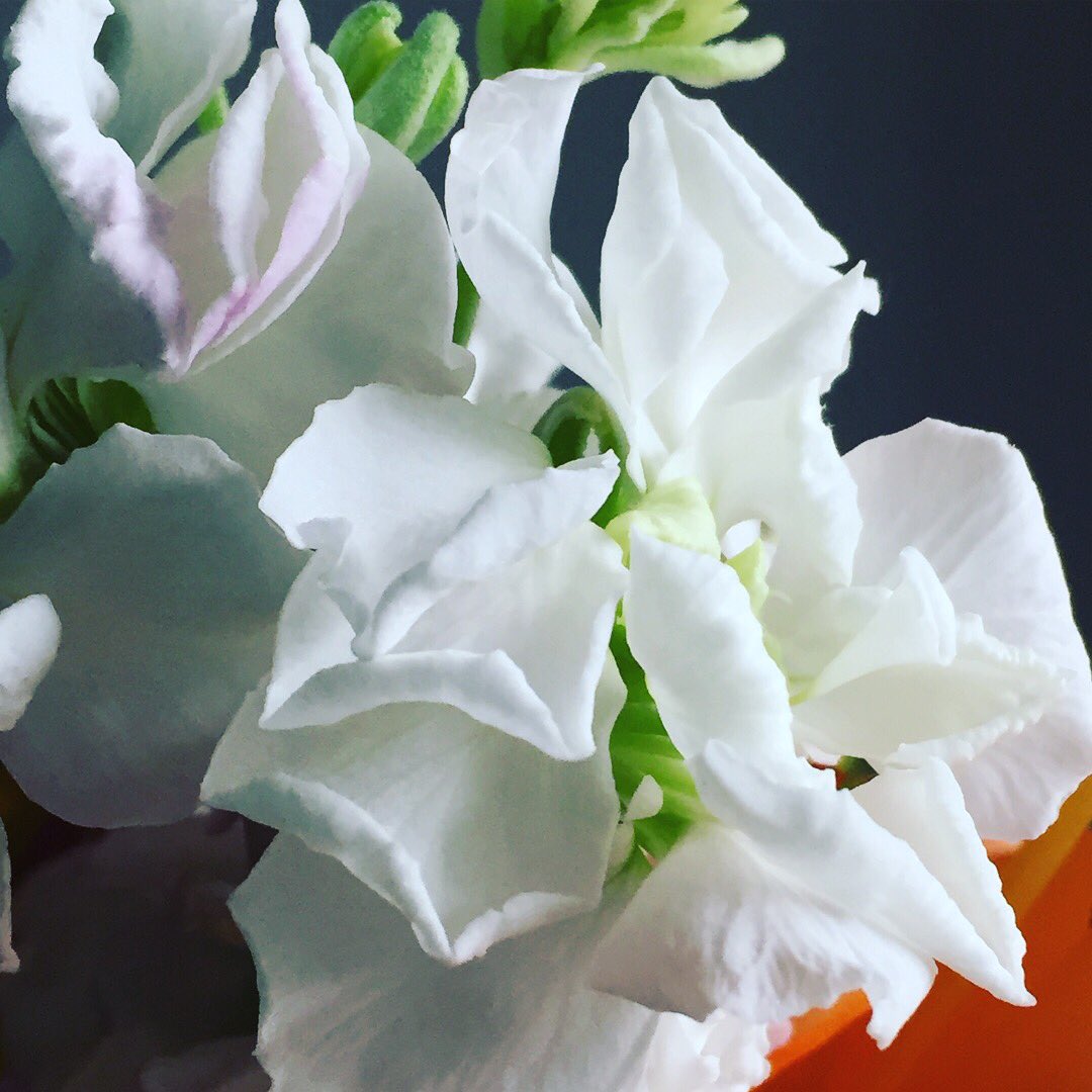 skinterdesign's tweet photo. Flower of the day. Spring fever here! #flowers #flower #spring #springtime #ready #springfever #springfever2018 #blooming #blooming_petals #pretty #beautiful #green #whitepetals #white #photography #photograph #photographs #photo #photos #photooftheday #ohio #skinteriordesign https://t.co/htQq6cB909