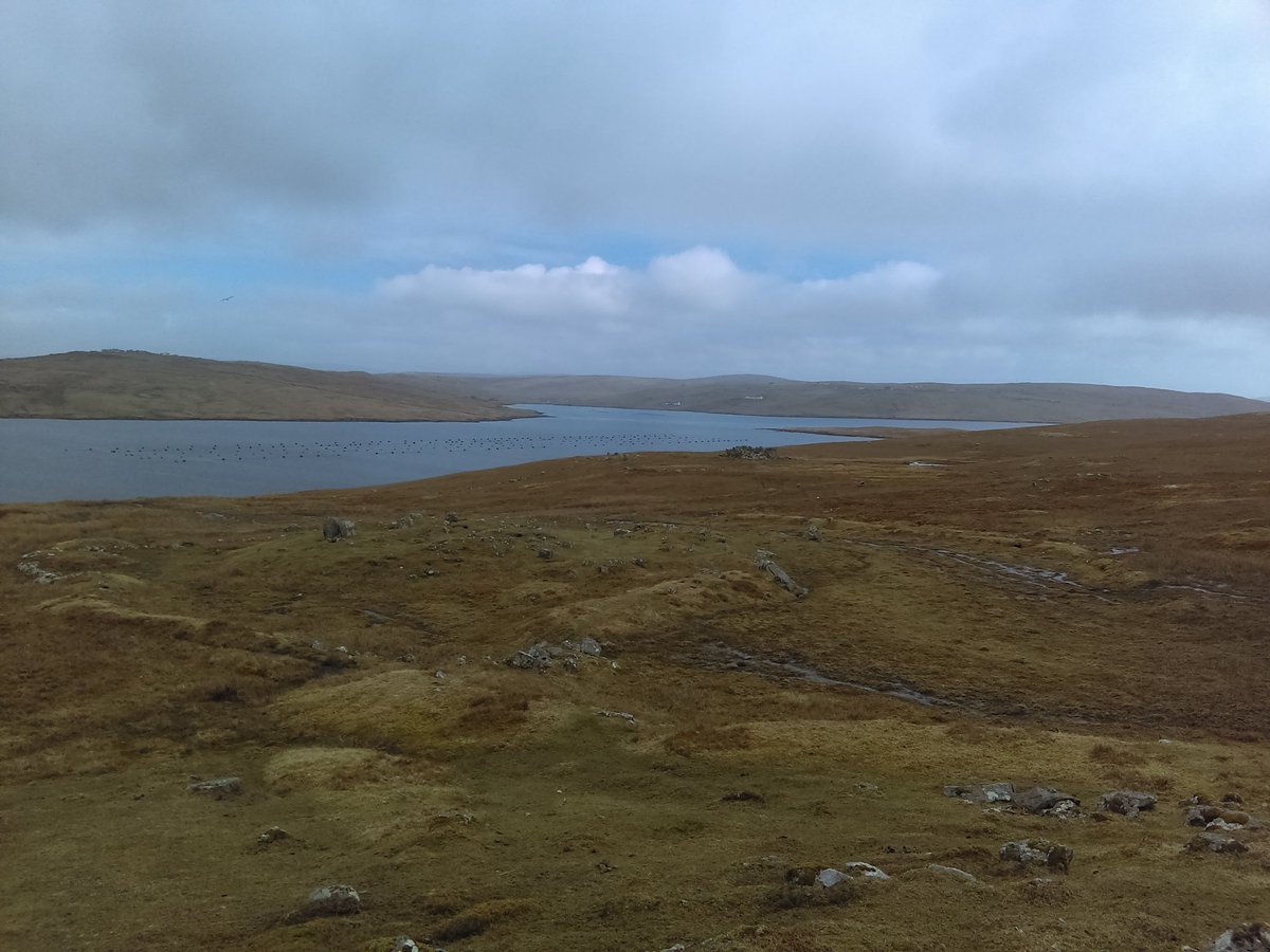ClaireLChristie's tweet photo. Out exploring the prehistoric settlement site at Pinhoulland, West Mainland, Shetland. Loads of field boundaries, prehistoric houses,and clearance cairns! #Shetland #Prehistoric #BronzeAge #Multiperiod https://t.co/t5fW0hhvZE