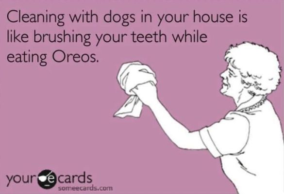 RoyalFlushHavs's tweet photo. I'm sure you have a fun story to share with us about that one time you were cleaning and your #pup did....
#RoyalFlushHavanese #DogLovers #CrazyDogPeople #HaveAHavanese #dogsoftwitter https://t.co/GPCrDYpkc6