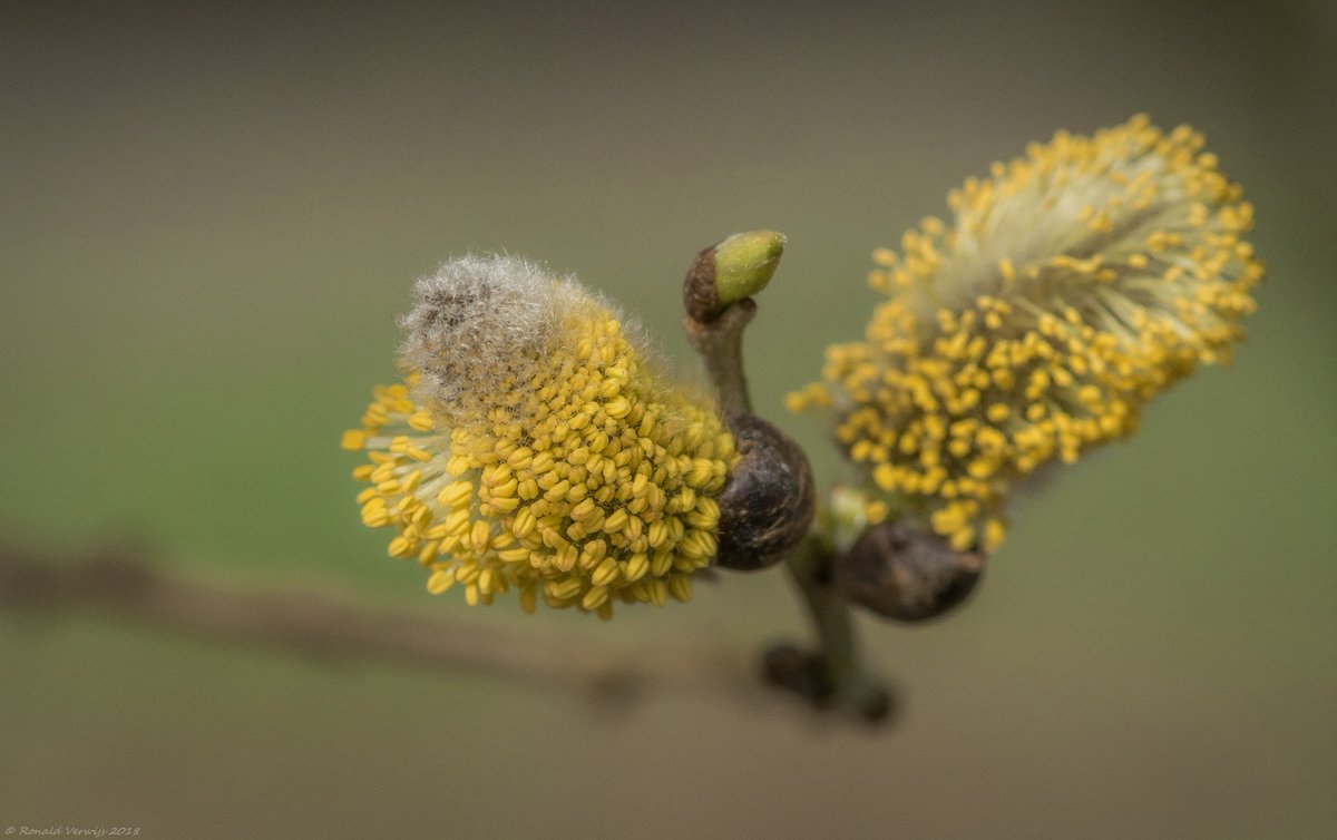 Bloeiende katjes vanmorgen bij Beesd,de lente komt langzaam maar zeker op gang mede als deze temperaturen gehandhaafd blijven 😉
