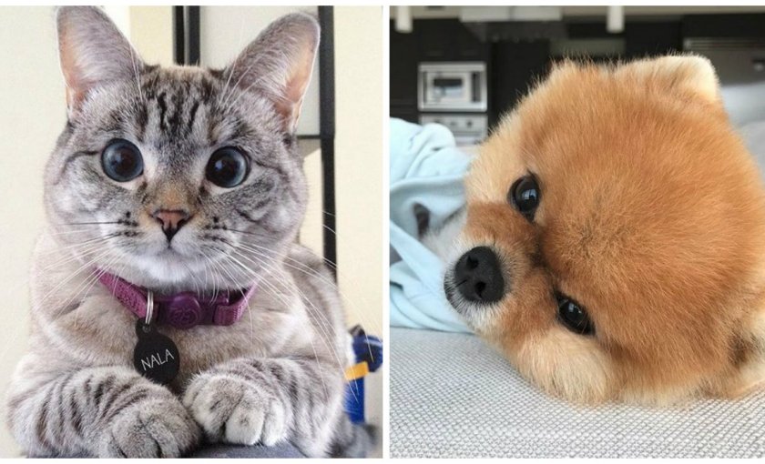 CoolIsOk's tweet photo. https://t.co/wnEso8bCLe - The most popular pets on Instagram - they have more followers than you and us (together)! - https://t.co/amnjqW3MCe