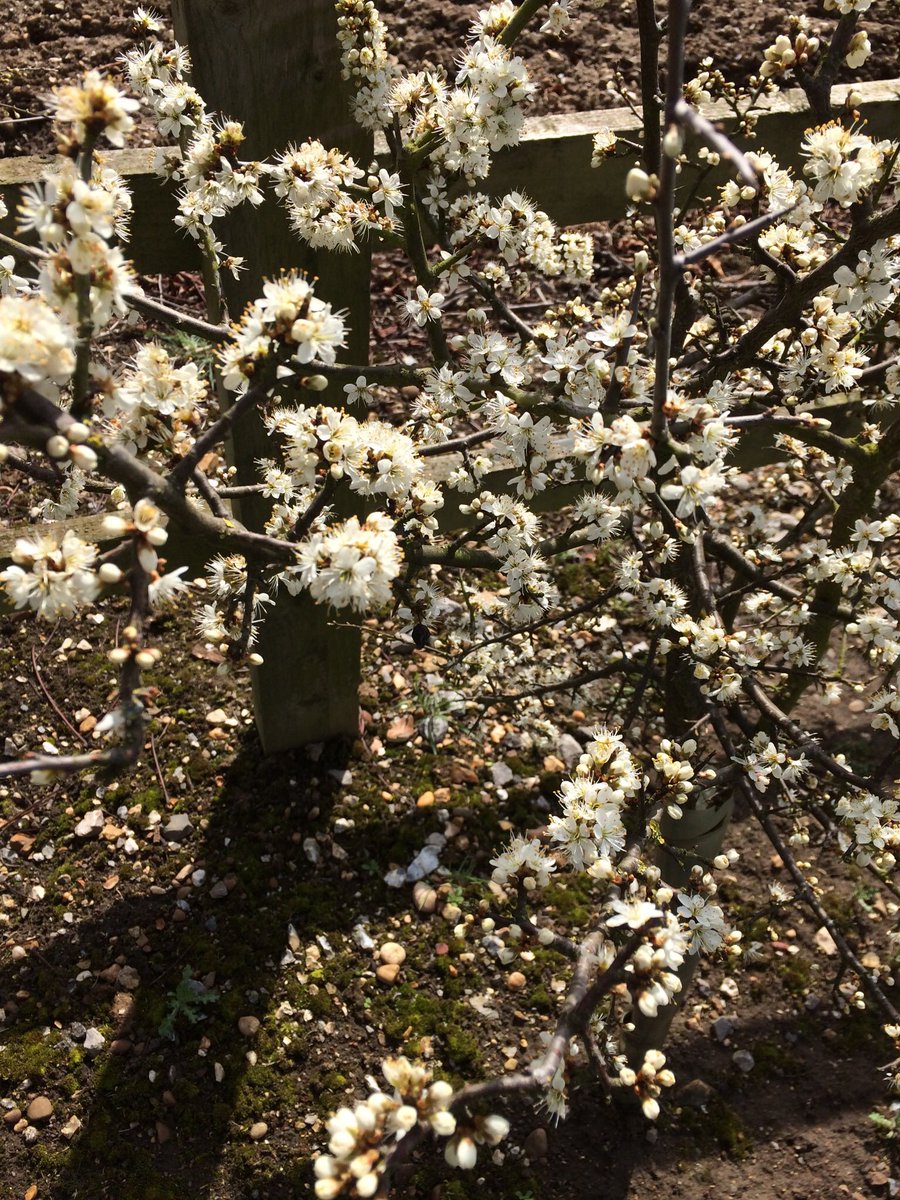 cookstuff's tweet image. Signs that winter may be ending and spring is finally here!