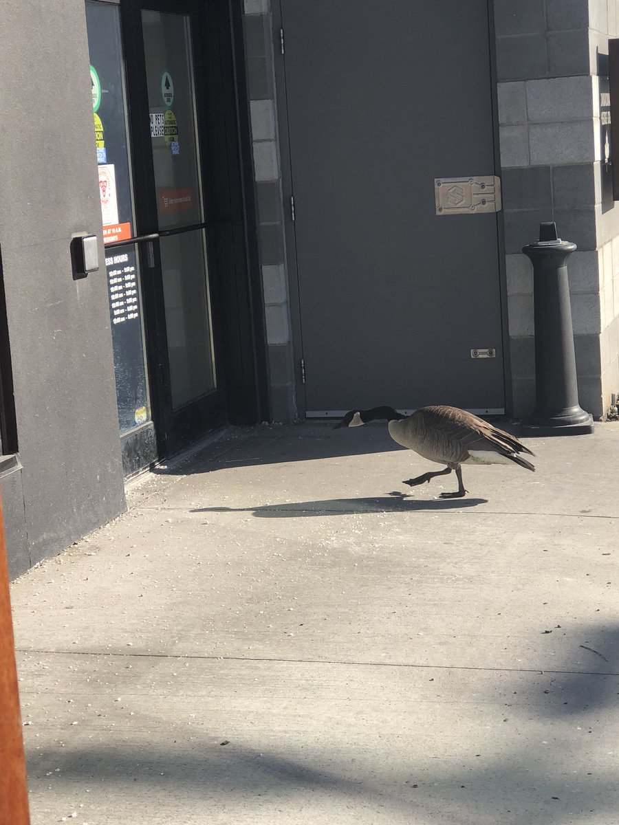 Totallysweet239's tweet photo. Also we had some geese that weren’t too pleased we wouldn’t let them in. Lol thankfully the automatic door has to be activated by the push of a button. Wouldn’t be pleasant to have some geese flying around indoors #angrygeese #tooearly #noyoucantcomein https://t.co/GddFITXlns