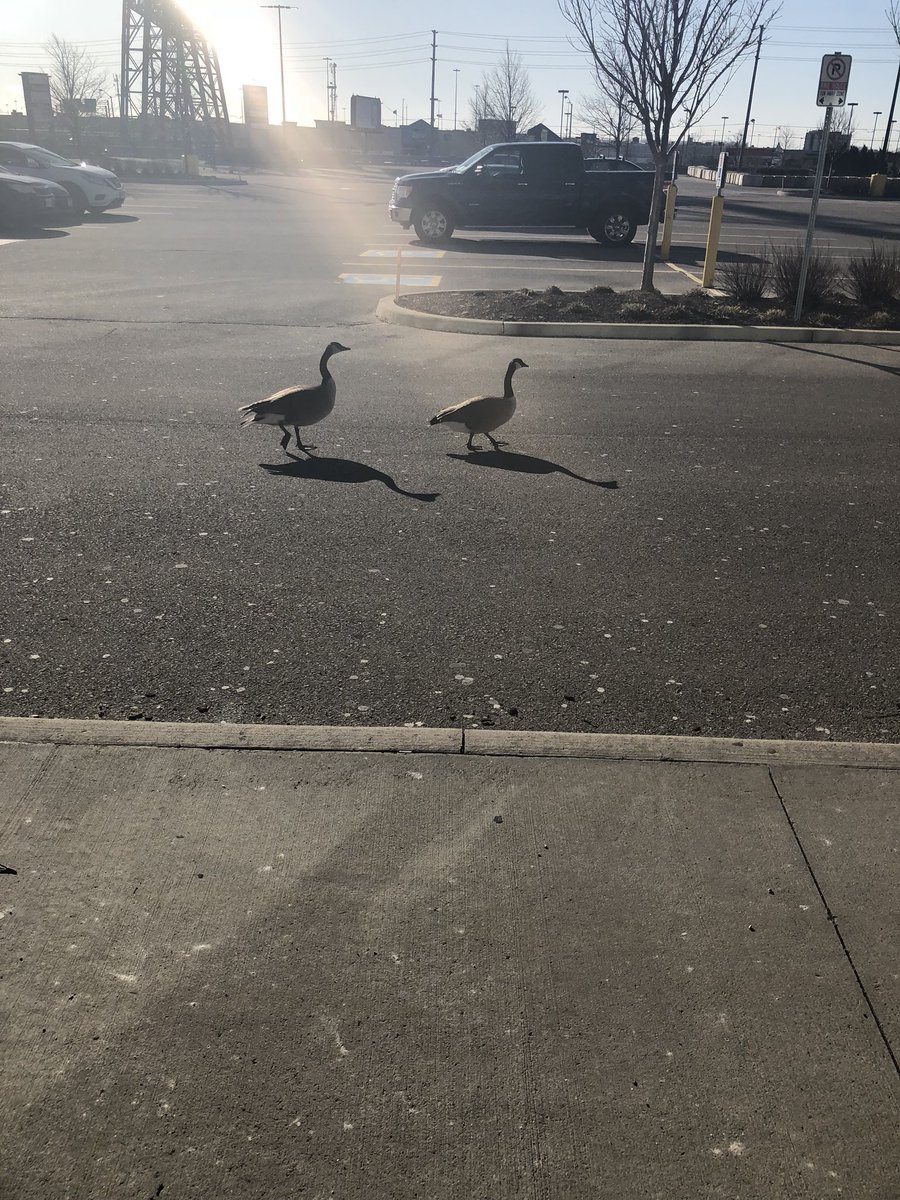 Totallysweet239's tweet photo. Also we had some geese that weren’t too pleased we wouldn’t let them in. Lol thankfully the automatic door has to be activated by the push of a button. Wouldn’t be pleasant to have some geese flying around indoors #angrygeese #tooearly #noyoucantcomein https://t.co/GddFITXlns