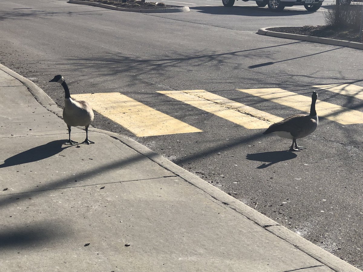 Totallysweet239's tweet photo. Also we had some geese that weren’t too pleased we wouldn’t let them in. Lol thankfully the automatic door has to be activated by the push of a button. Wouldn’t be pleasant to have some geese flying around indoors #angrygeese #tooearly #noyoucantcomein https://t.co/GddFITXlns