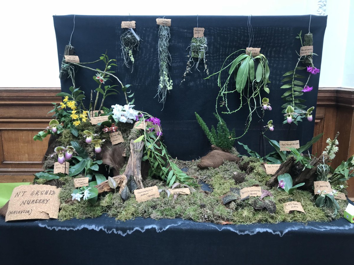 The_RHS's tweet photo. #Orchids from far and wide are on display at the plant fair - these beauties have come all the way from Malaysia!

#RHSLondon Orchid Show and Plant Fair, open until 6pm tonight:
https://t.co/c1KzphunU9 https://t.co/LkVTuLyfcc