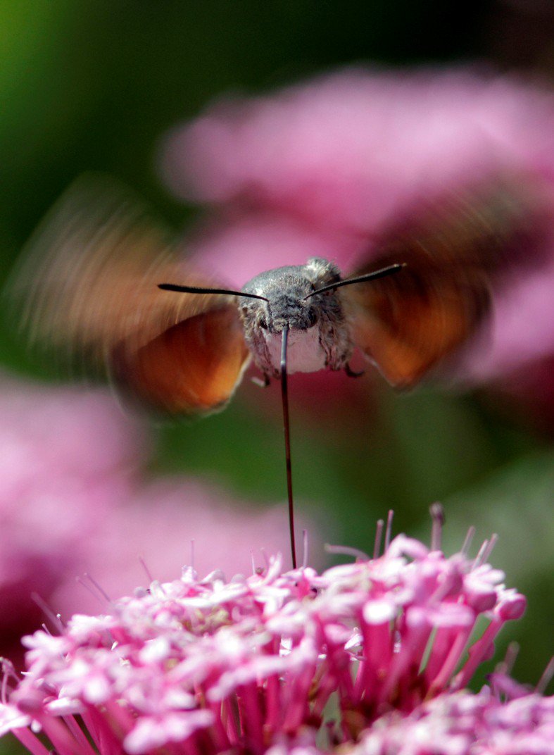 KentWildlife's tweet image. Are you #WildAboutGardens?  Thanks to our sponsors @optivohomes, @SuetToGo, @BumblebeeTrust, @KentRAG, Kent Bat Group &amp;amp; @KentMammalGroup our 2018 Awards Scheme is open for entries until 30 June (31 May for schools) Enter your garden online today bit.ly/1SxmmXD