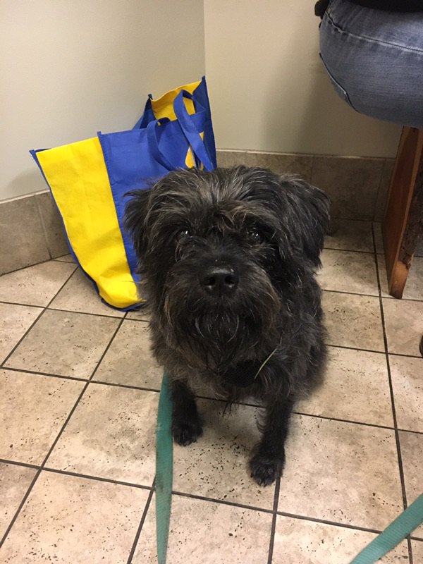 chelsbresnahan's tweet photo. ๐พPLEASE SHARE๐พ
#ANGUS HAS BEEN FOUND! Thanks to Jeremy's Friends & #HoundHunters of NEPA they were able to trap Angus this morning. He Angus is OK and is on his way to Hershey now to be reunited with Jeremy!
Details: https://t.co/O9nAwIydYg https://t.co/KNQtYBRtWI