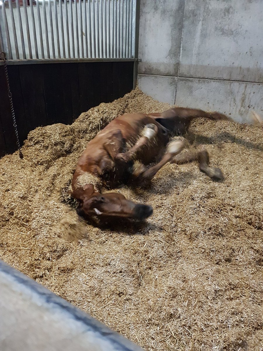 tracyharrison8's tweet image. @Course_Distance fantastic morning @kimbaileyracing - thank you. A pleasure to meet all the team at Thorndale Farm and the equine stars, delicious breakfast too 🏇#memories