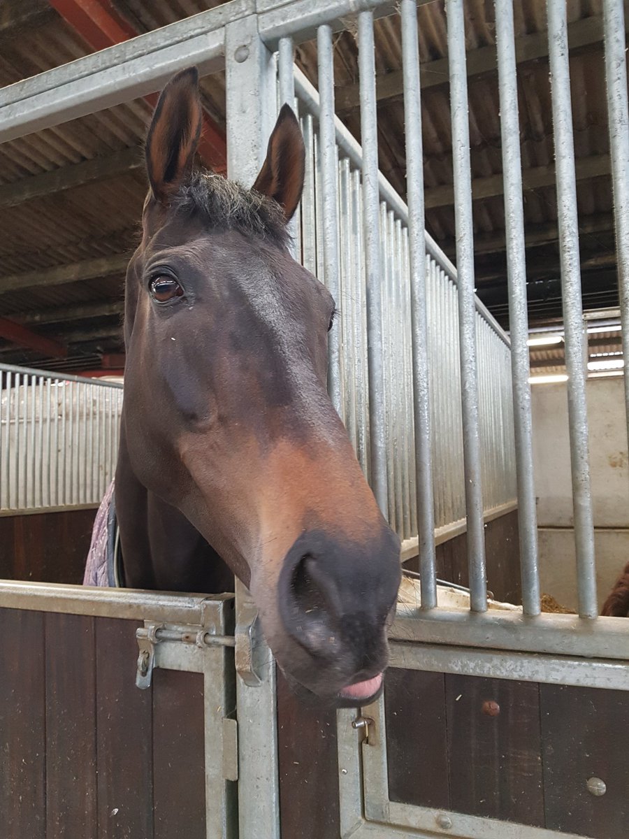 tracyharrison8's tweet image. @Course_Distance fantastic morning @kimbaileyracing - thank you. A pleasure to meet all the team at Thorndale Farm and the equine stars, delicious breakfast too 🏇#memories